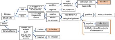 Monitoring for PERV Following Xenotransplantation